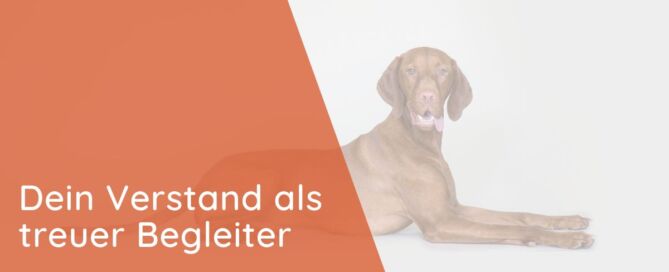 Dein Verstand als treuer Begleiter